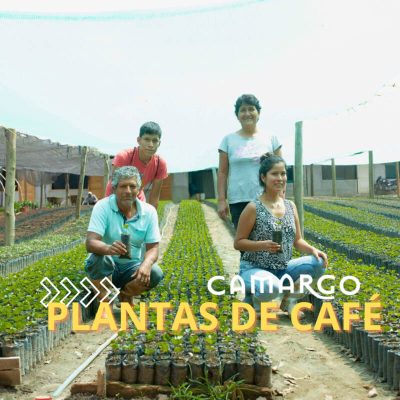 PLANTAS DE CAFÉ - Vid Camargo (1)